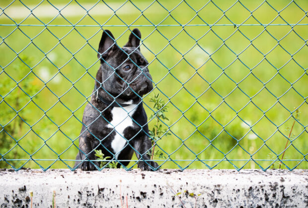 espace extérieur chien